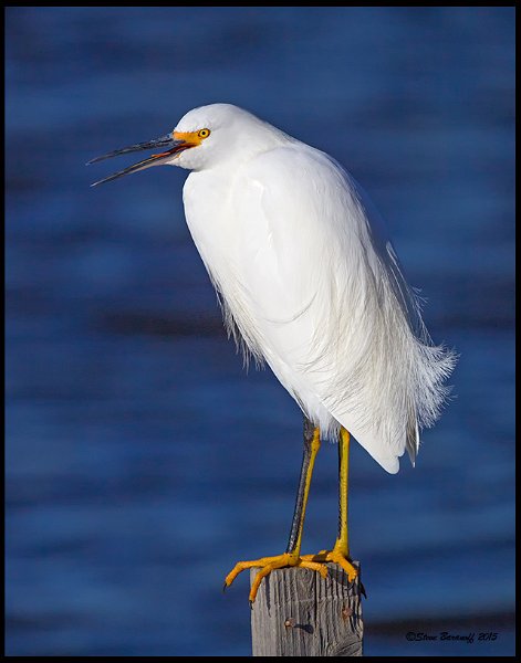 _5SB7010 snowy egret.jpg